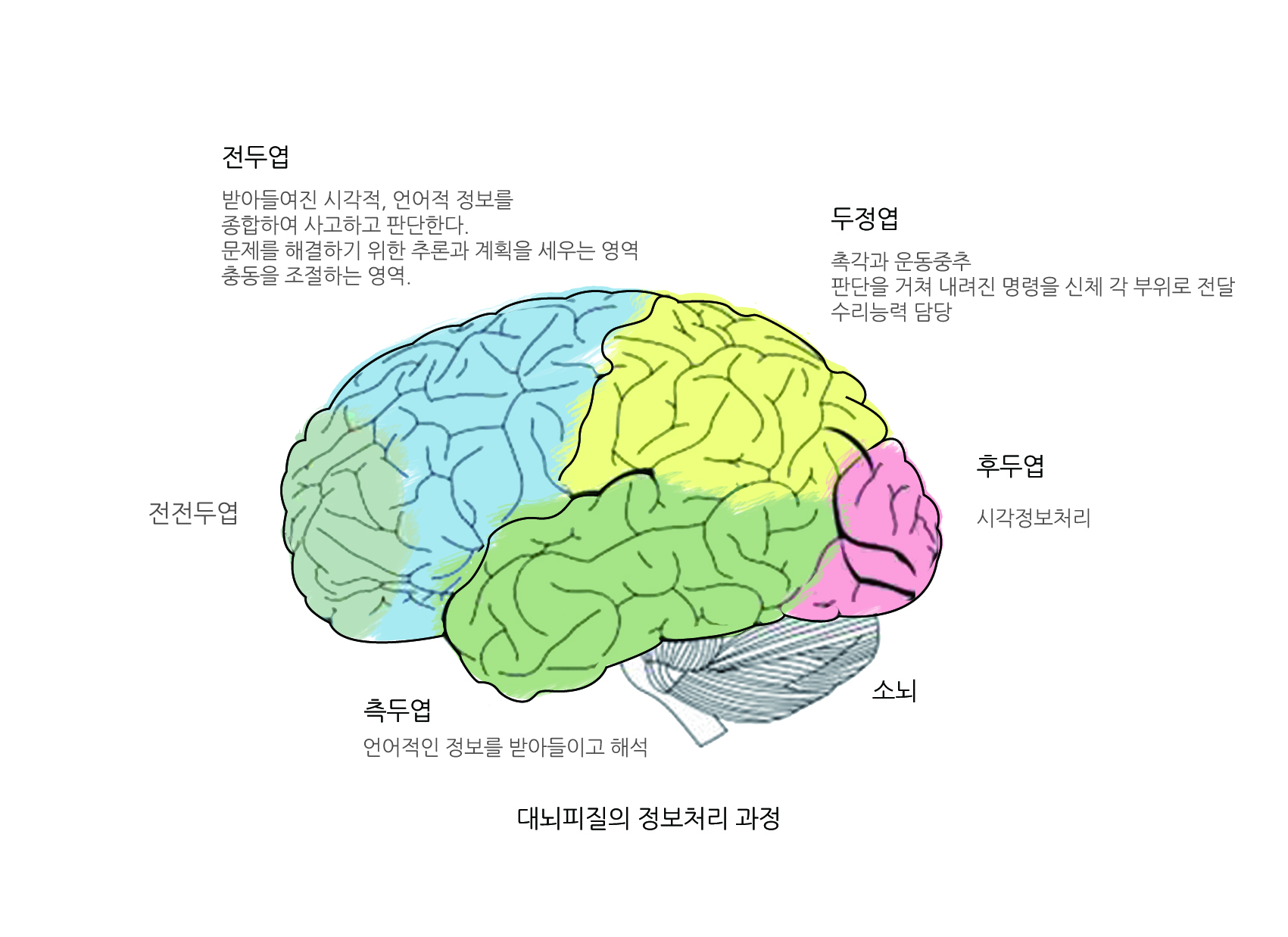 대뇌피질_정보처리과정_웹용.jpg